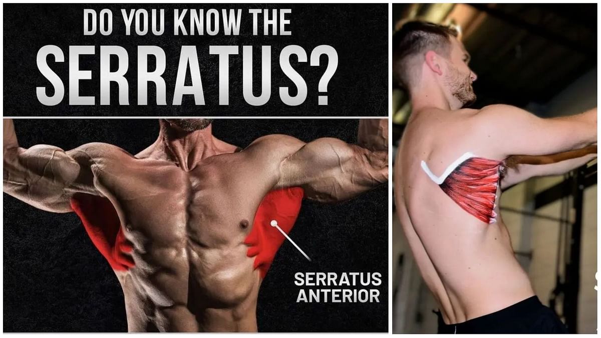 Serratus Anterior Muscle: Why You Need to Train it?