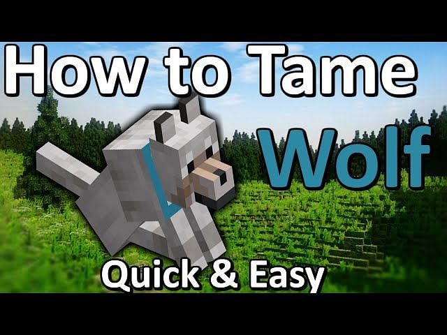 how-to-tame-a-wolf-in-minecraft-2023