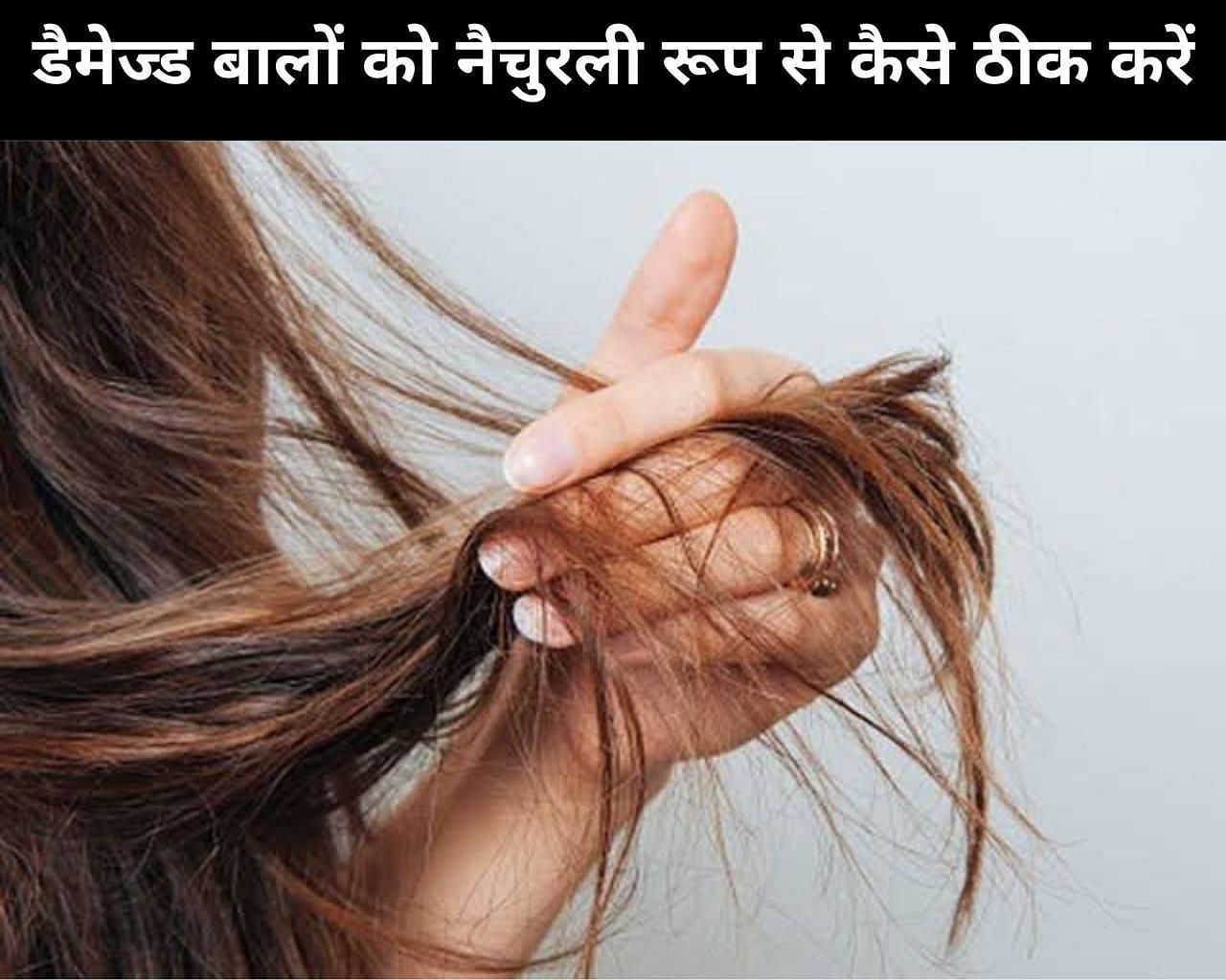 How To Repair Damaged Hair Naturally In Hindi: डैमेज्ड बालों को नैचुरली रूप  से कैसे ठीक करें