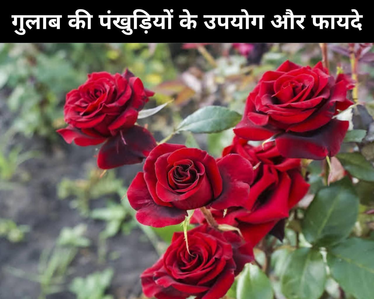 8 Uses And Benefits Of Rose Petals In Hindi गुलाब की पंखुड़ियों के 8