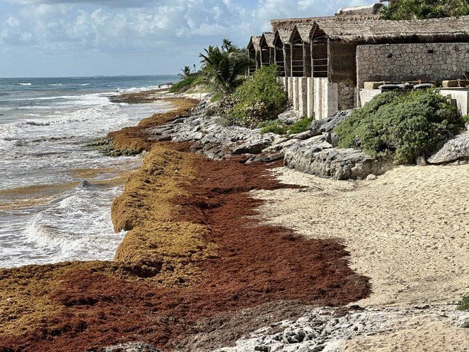 Is sargassum dangerous? Massive seaweed blobs in Florida leads to daily
