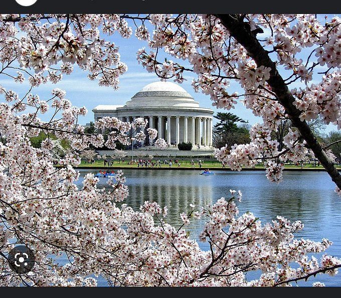 Peak bloom cherry blossoms dates in DC All you need to know