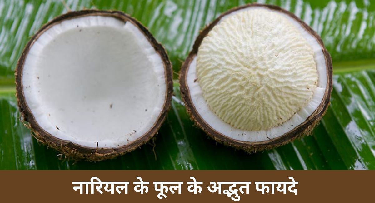 नारियल के फूल के अद्भुत फायदे(फोटो-Sportskeeda hindi)