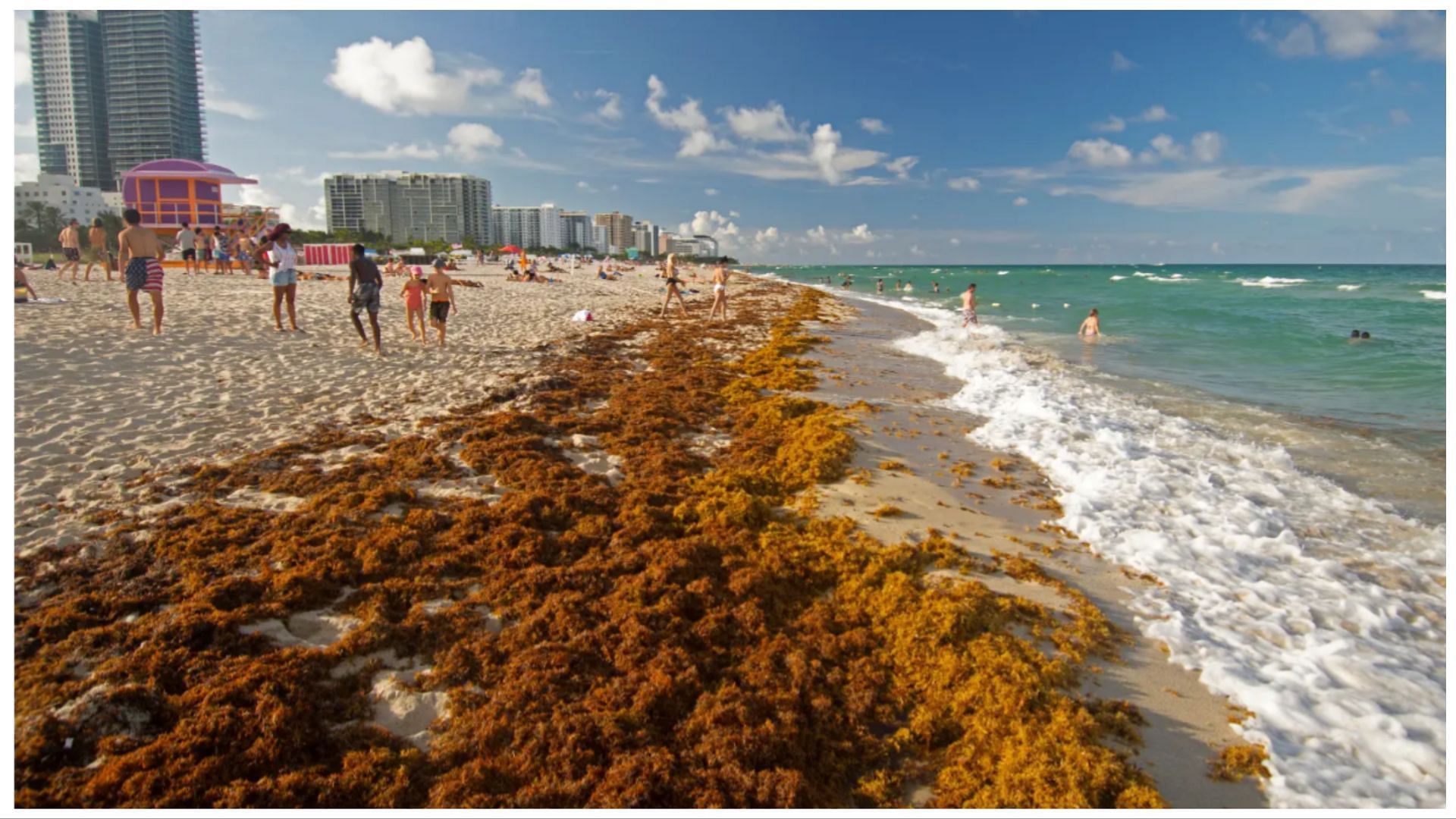 5,000-mile-wide giant seaweed bloom: All about Sargassum algae that can be seen from space