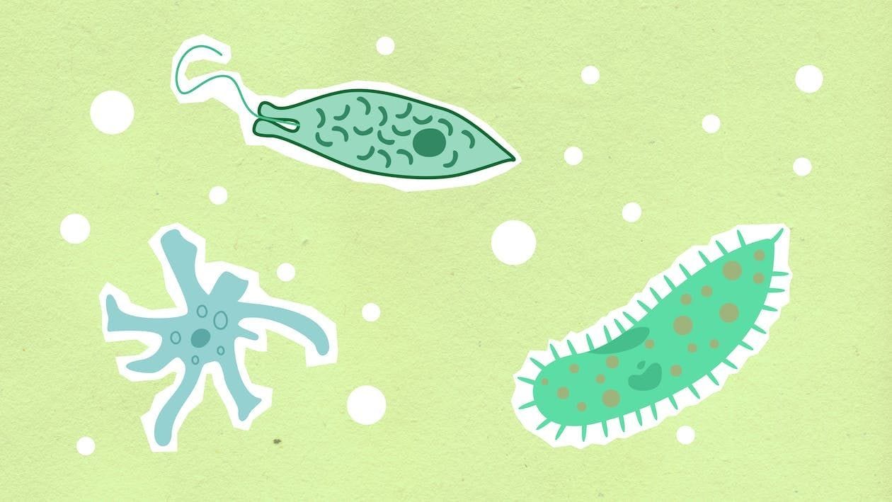 Brain-Eating Amoebas: What You Need to Know