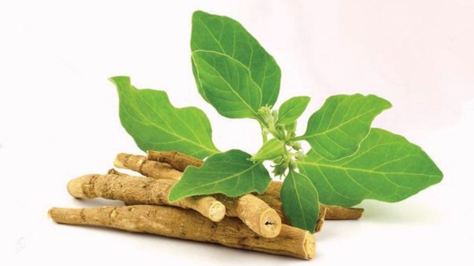 Ashwagandha Benefits For The Skin: Benefits, Uses, And Side Effects ...