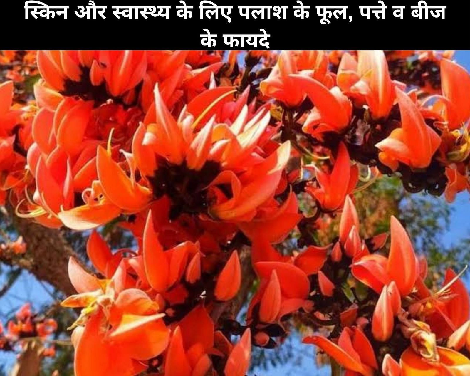 स्किन और स्वास्थ्य के लिए पलाश के फूल, पत्ते व बीज के 8 फायदे (फोटो - sportskeedaहिन्दी)