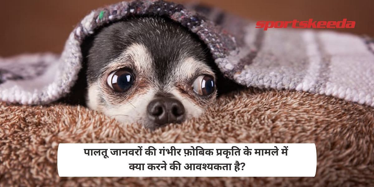 What needs to be done in case of the severe phobic nature of pets?