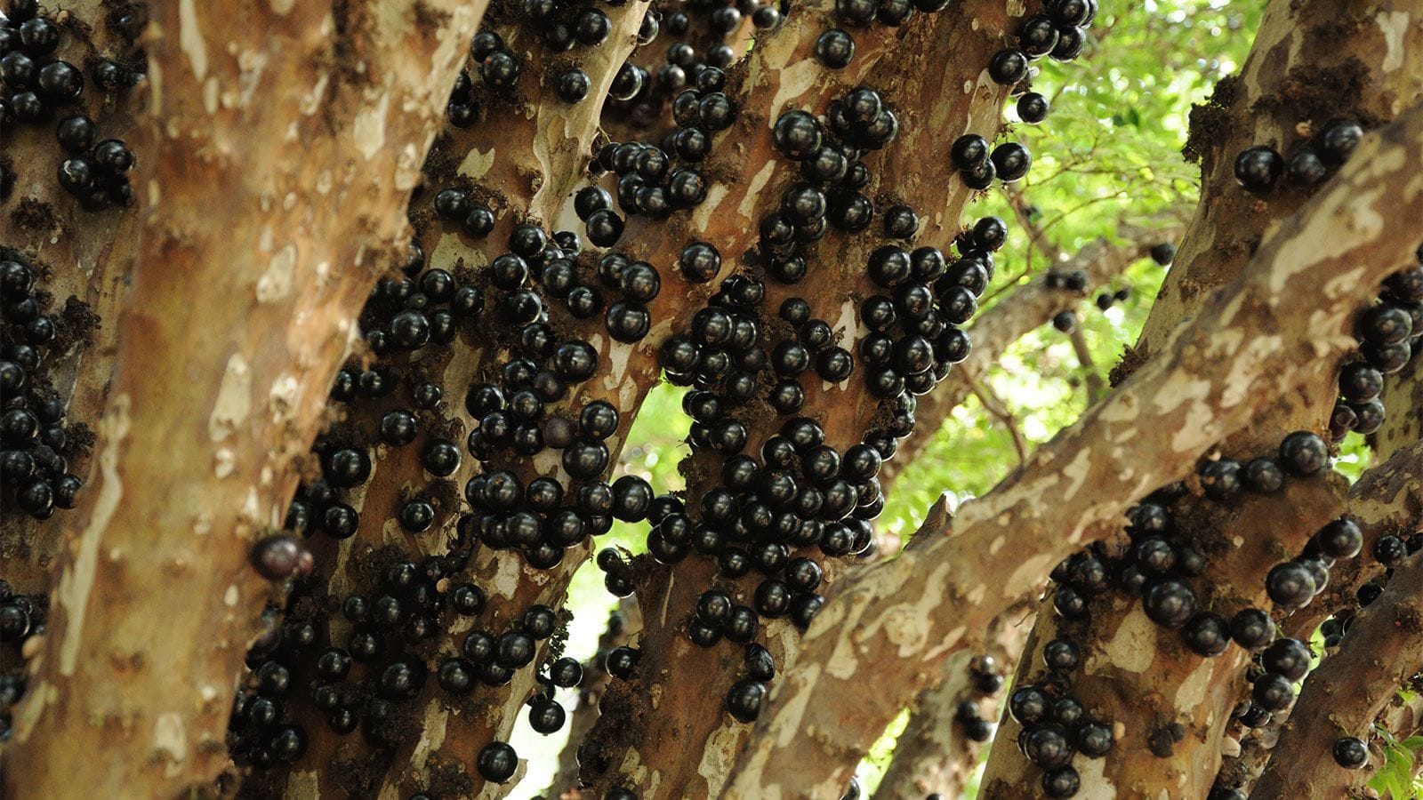 Jabuticaba Discovering the Health Benefits Of It