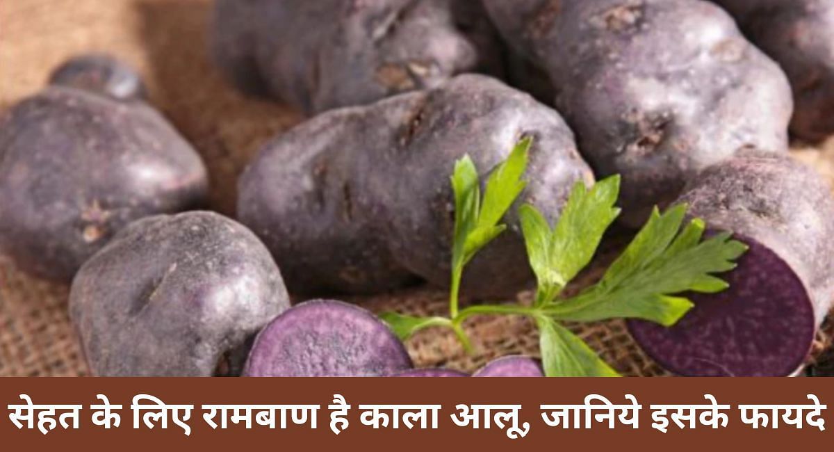 सेहत के लिए रामबाण है काला आलू , जानिए इसके फायदे 