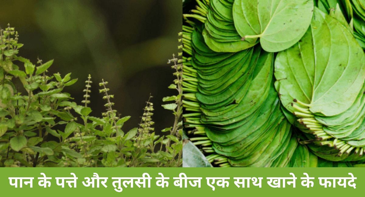 पान के पत्ते और तुलसी के बीज एक साथ खाने के फायदे(फोटो-Sportskeeda hindi)