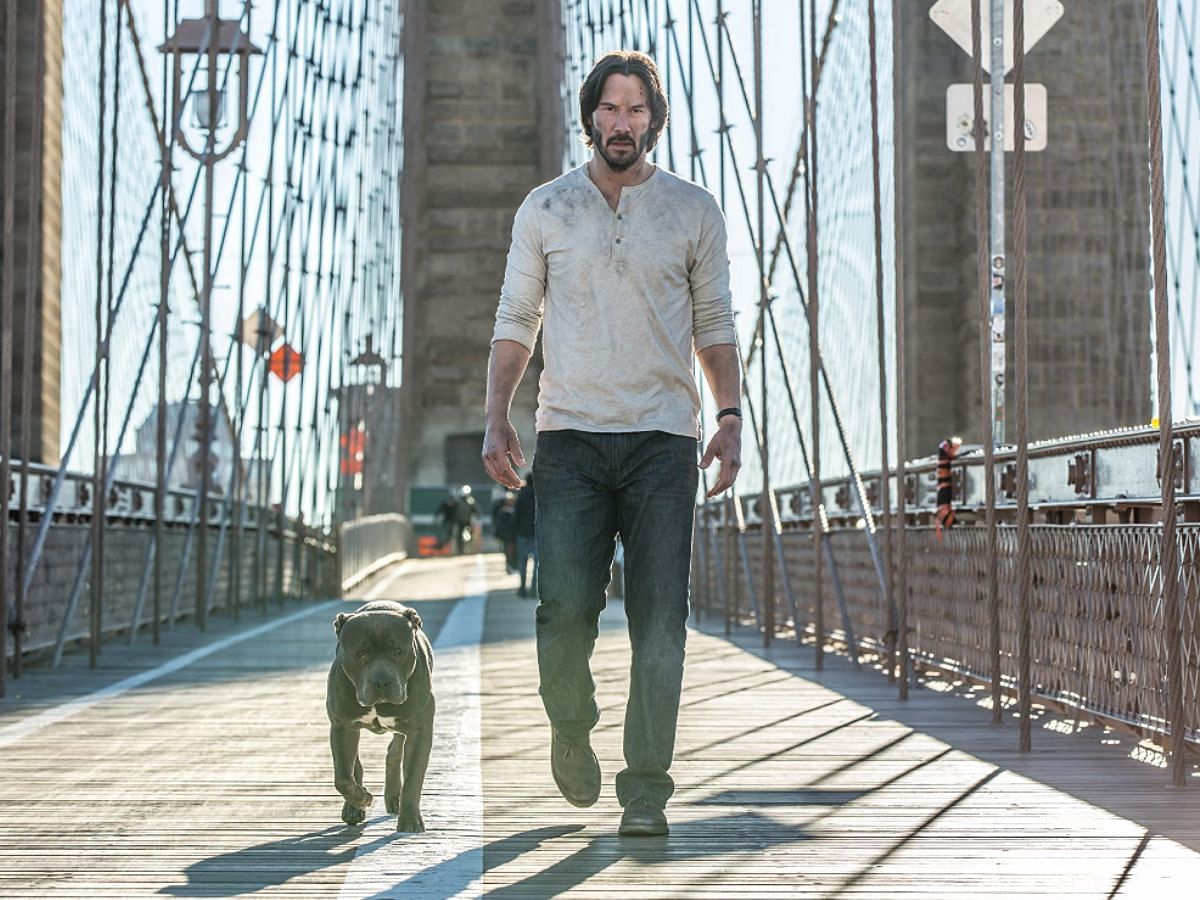 A still of the Pitbull as Boy or Bubba in John Wick: Chapter 2 (Image Via IMDb)
