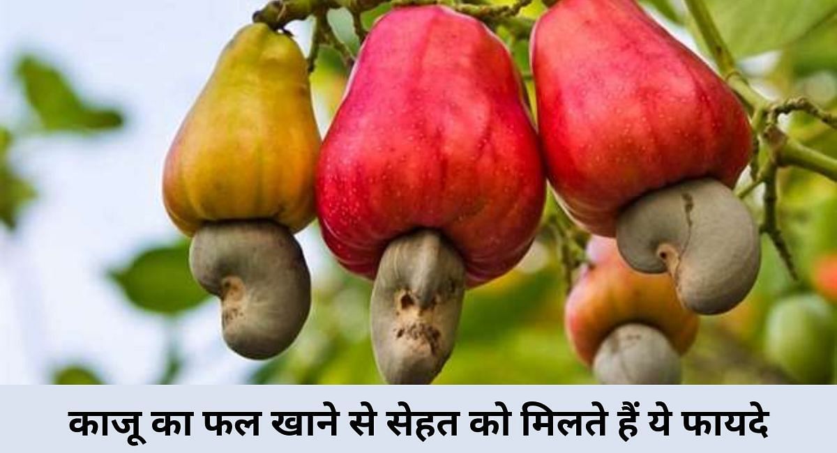 काजू का फल खाने से सेहत को मिलते हैं ये फायदे(फोटो-Sportskeeda hindi)