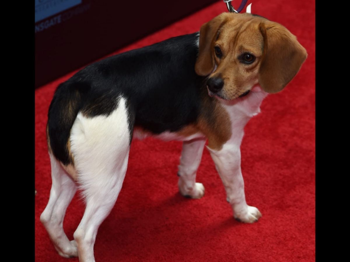A still of the Beagle who played Daisy in John Wick (Image Via IMDb)