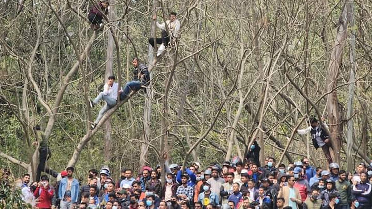 नेपाल के फैंस ने पेड़ पर चढ़कर मैच का लुत्फ़ लिया 