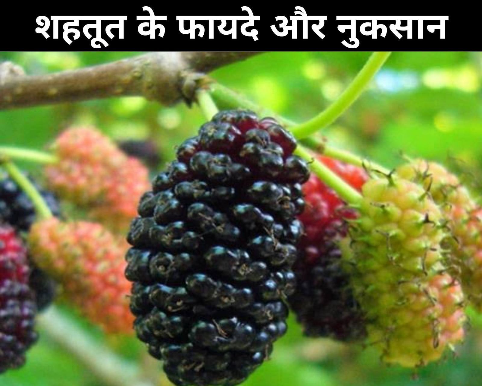 शहतूत के फायदे और नुकसान (sportskeeda Hindi) 