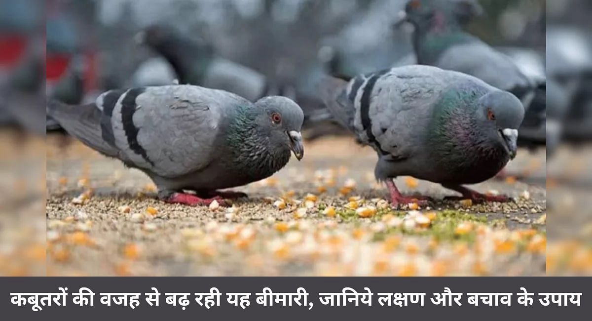 कबूतरों की वजह से बढ़ रही यह  बीमारी, जानिये लक्षण और बचाव के उपाय 