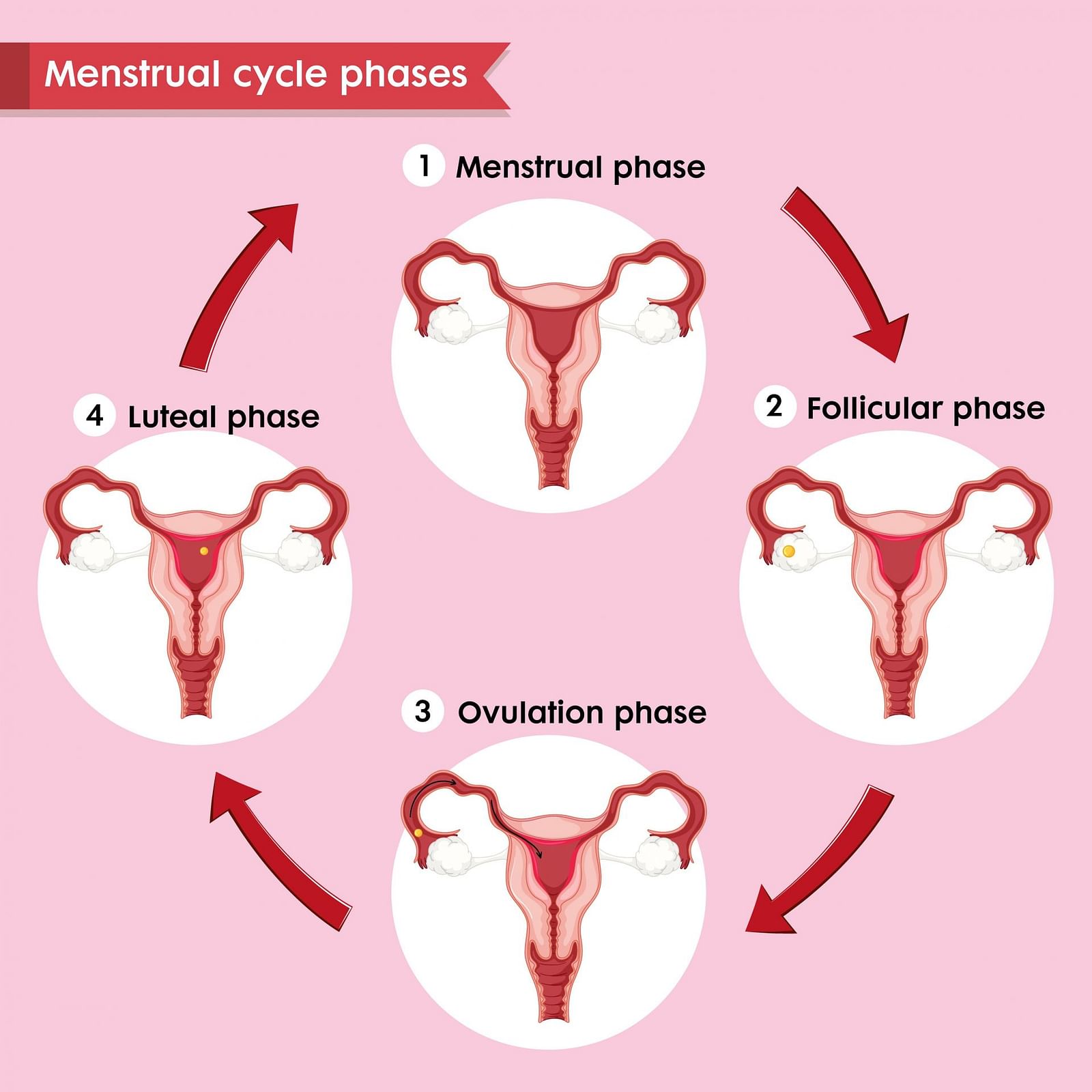 the-follicular-phase-everything-you-need-to-know