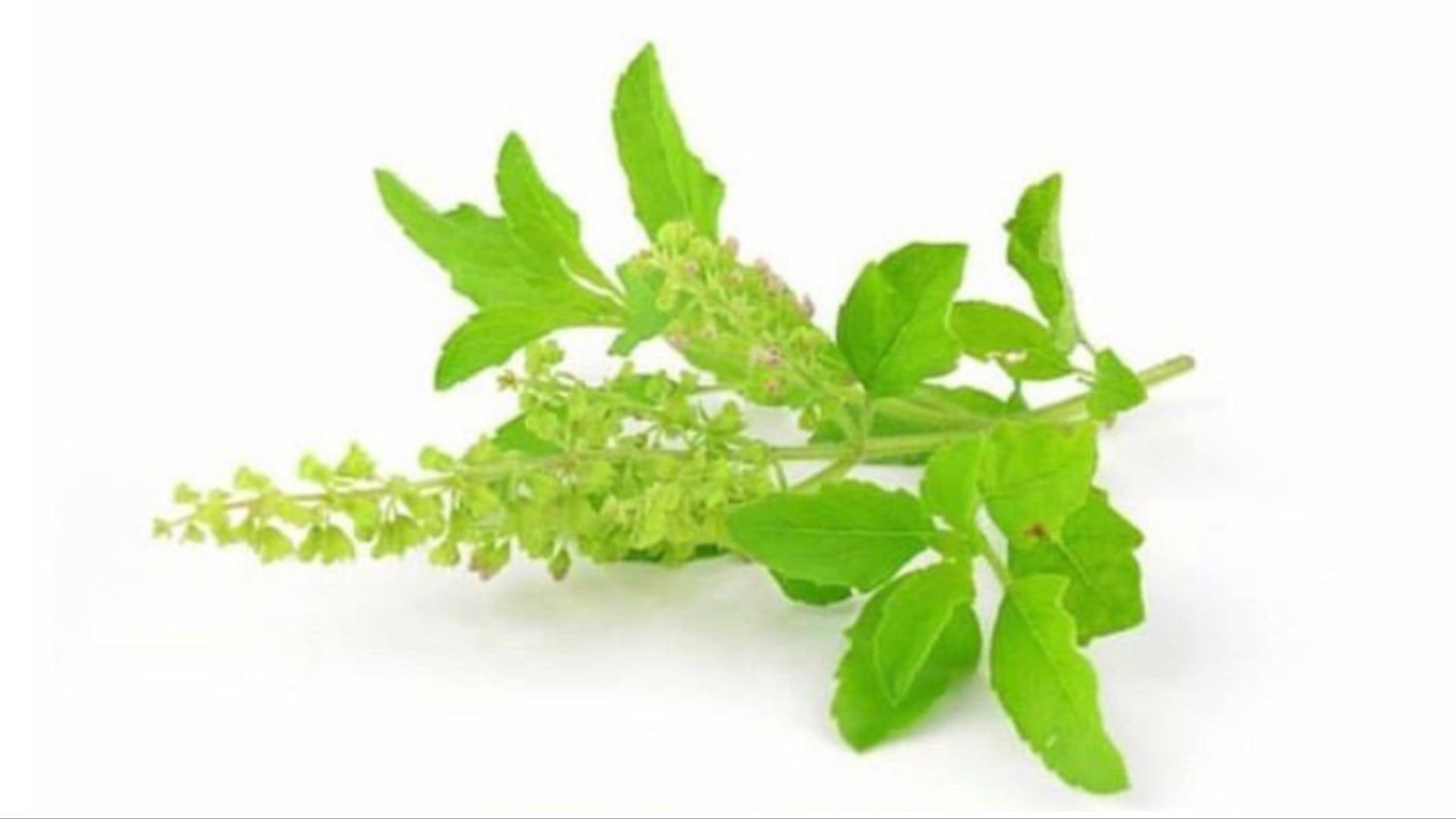 Incredible benefits of holy basil Know all about this popular