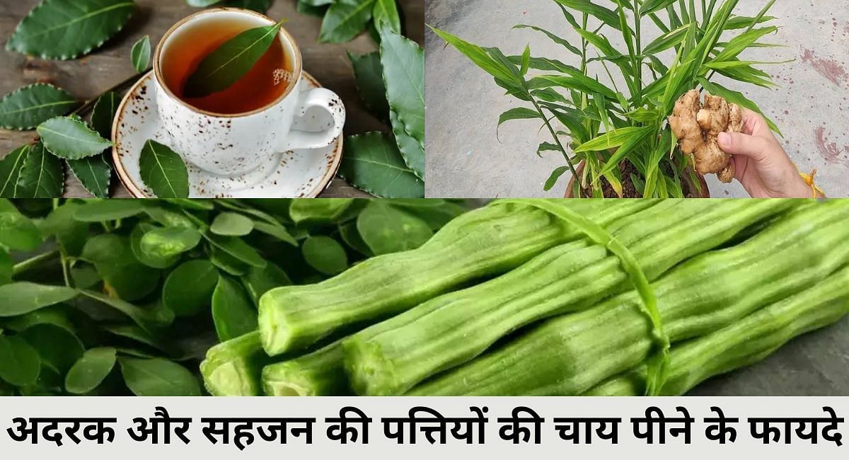 अदरक और सहजन की पत्तियों की चाय पीने के फायदे(फोटो-Sportskeeda hindi)