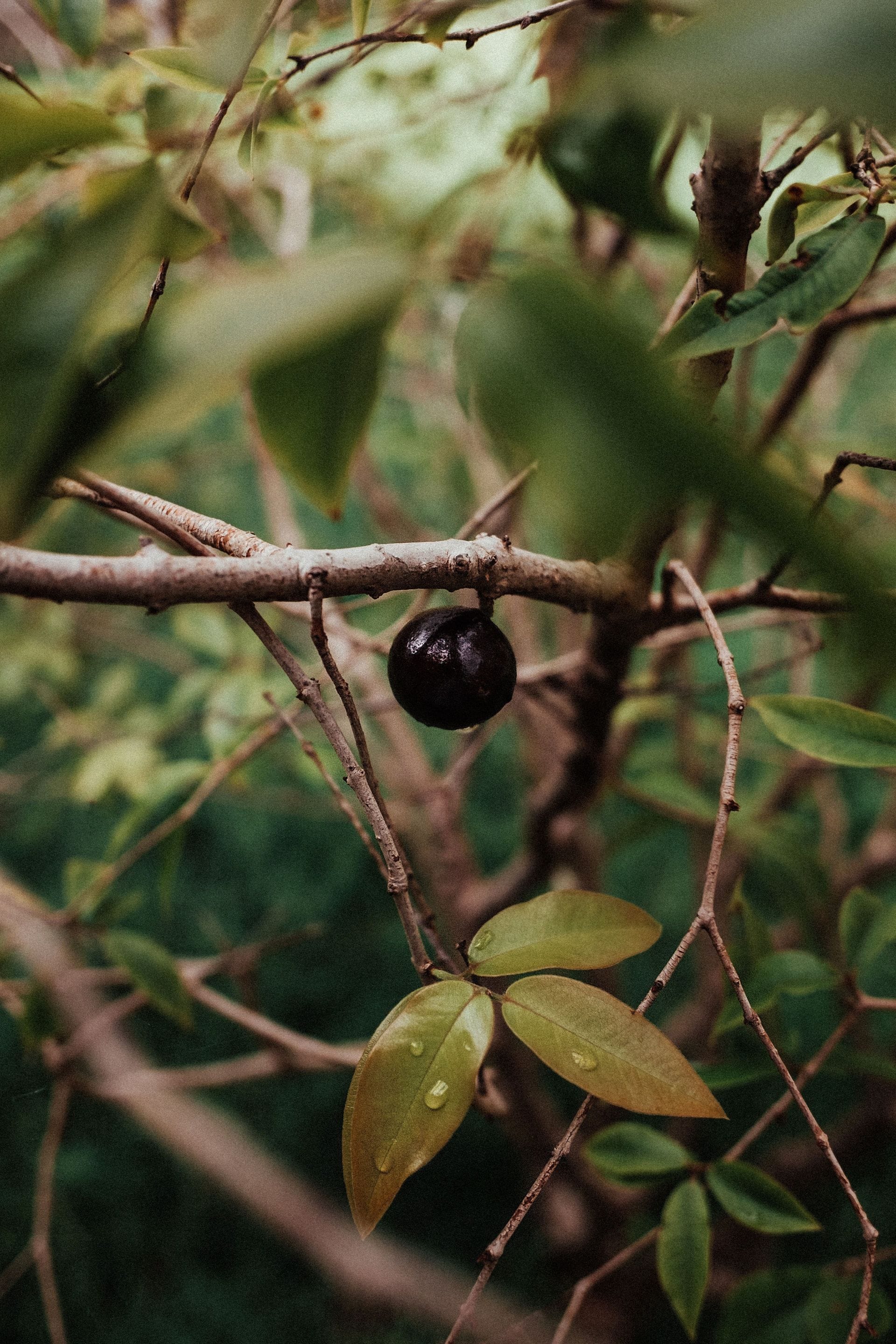 Jabuticaba Discovering the Health Benefits Of It