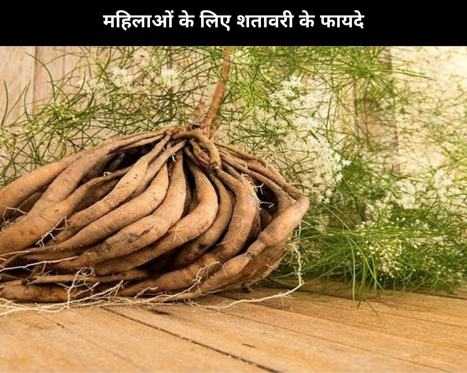 महिलाओं के लिए शतावरी के 7 फायदे (फोटो - sportskeedaहिन्दी)