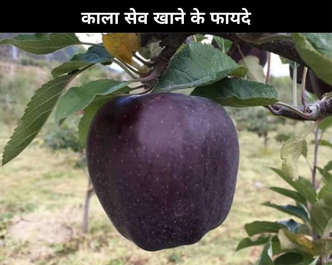 काला सेब खाने के फायदे (sportskeeda Hindi) 