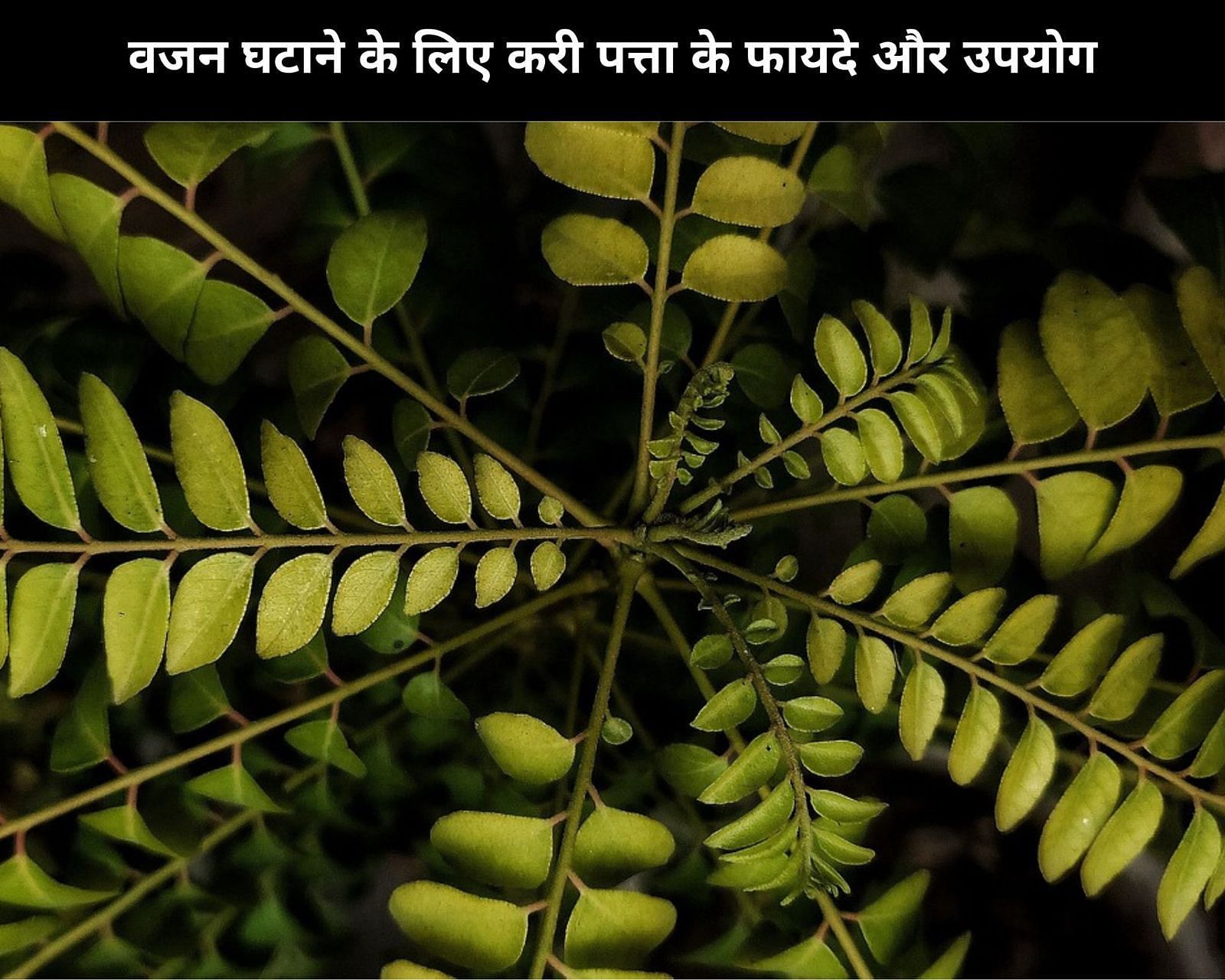 वजन घटाने के लिए करी पत्ता के 4 फायदे और उपयोग (फोटो - sportskeedaहिन्दी)