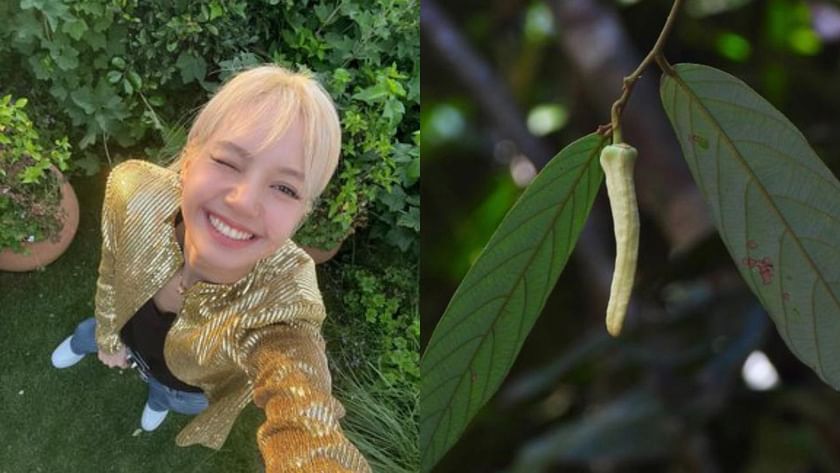 Both are one in a million”: BLACKPINK's Lisa's fans react to her serving as an inspiration for new fragrant flower species 'Friesodielsia lalisae'