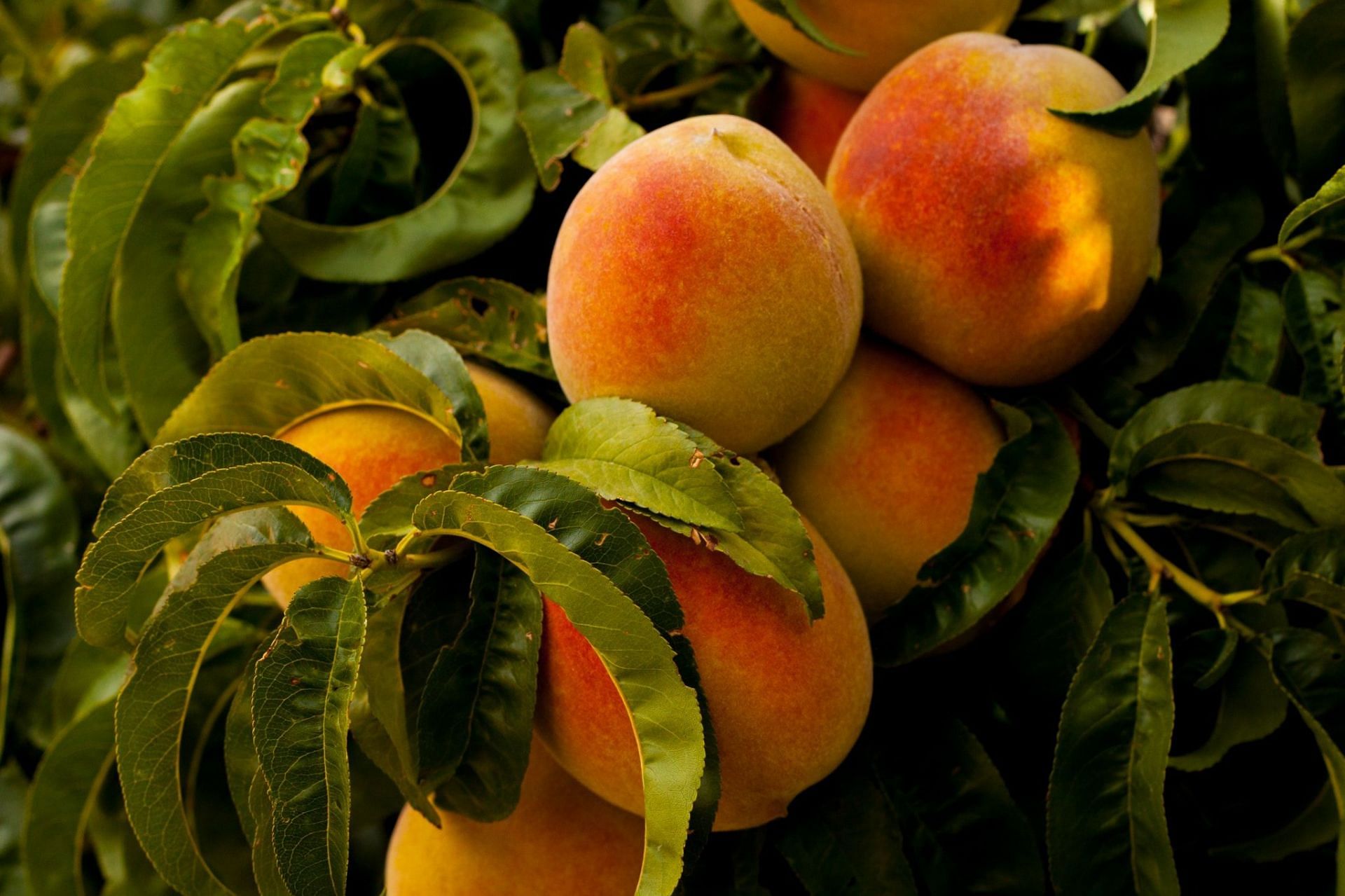 Peaches are refreshing and nutritious. (Image via Unsplash/Ian Baldwin)