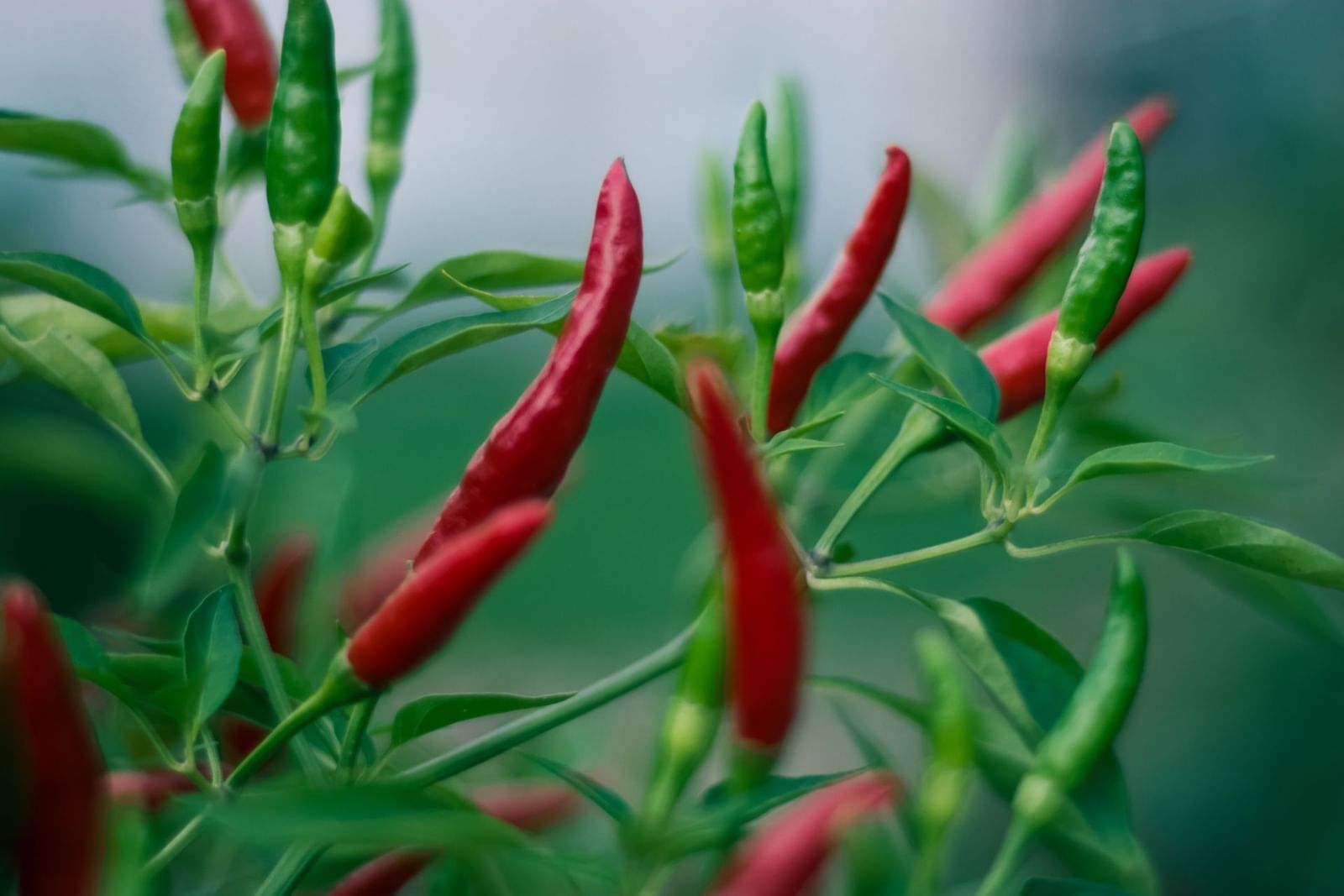 Is cayenne pepper good for you? A fiery ingredient with numerous health