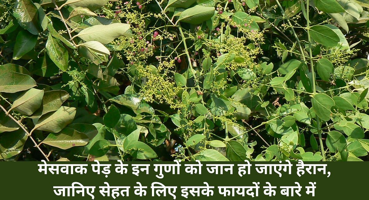 मेसवाक पेड़ के इन गुणों को जान हो जाएंगे हैरान, जानिए सेहत के लिए इसके फायदों के बारे में