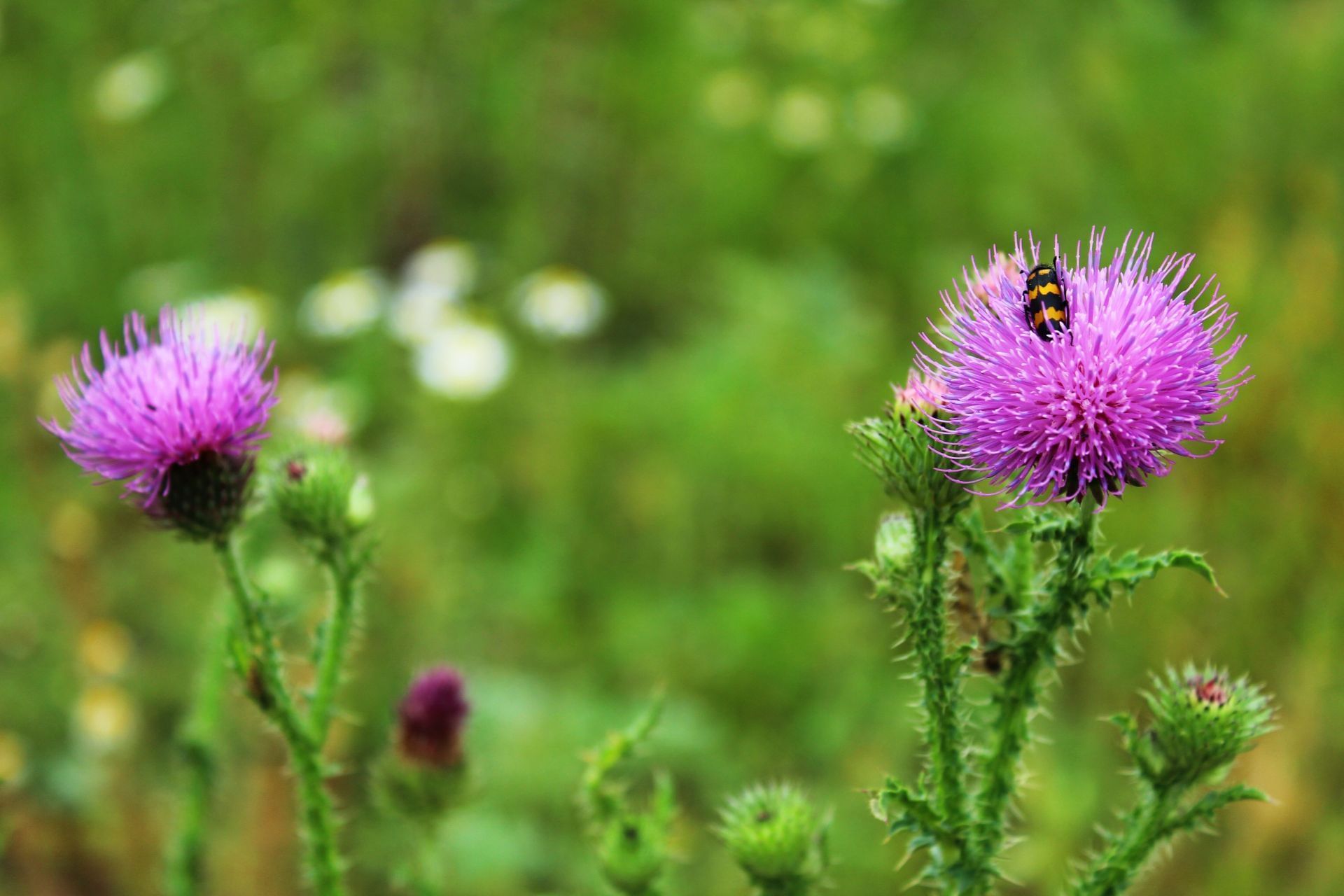 Exploring the side effects of milk thistle and its potential impact on